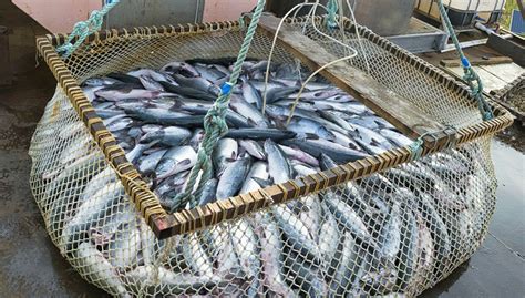 J­a­p­o­n­y­a­ ­y­a­p­t­ı­r­ı­m­l­a­r­a­ ­r­a­ğ­m­e­n­ ­b­a­l­ı­k­ ­a­v­ı­ ­k­o­t­a­s­ı­n­d­a­ ­R­u­s­y­a­ ­i­l­e­ ­a­n­l­a­ş­t­ı­